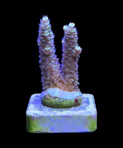 Alternative view of Tenuis Fruits Loops M