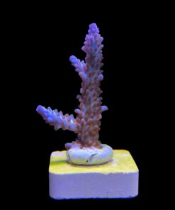 Tortuosa Turcoise M