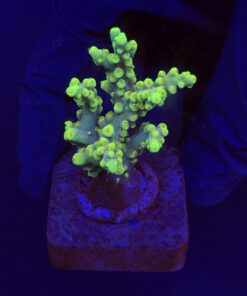 Toxic Green M
