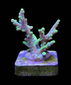 Alternative view of Toxic Green M