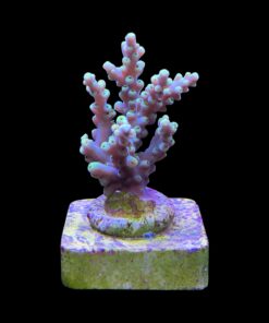 Alternative view of Toxic Green M