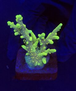 Toxic Green M