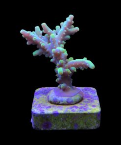 Alternative view of Toxic Green M