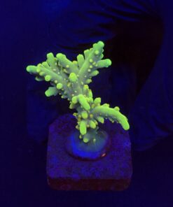 Toxic Green M