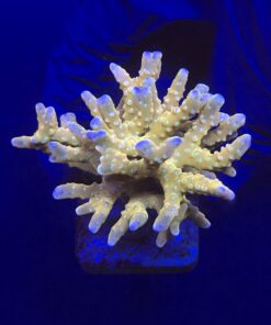 Tropicana Anacropora G
