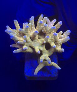Tropicana Anacropora G
