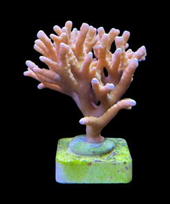 Alternative view of Tropicana Anacropora G