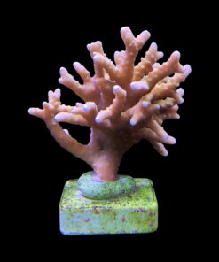 Alternative view of Tropicana Anacropora G