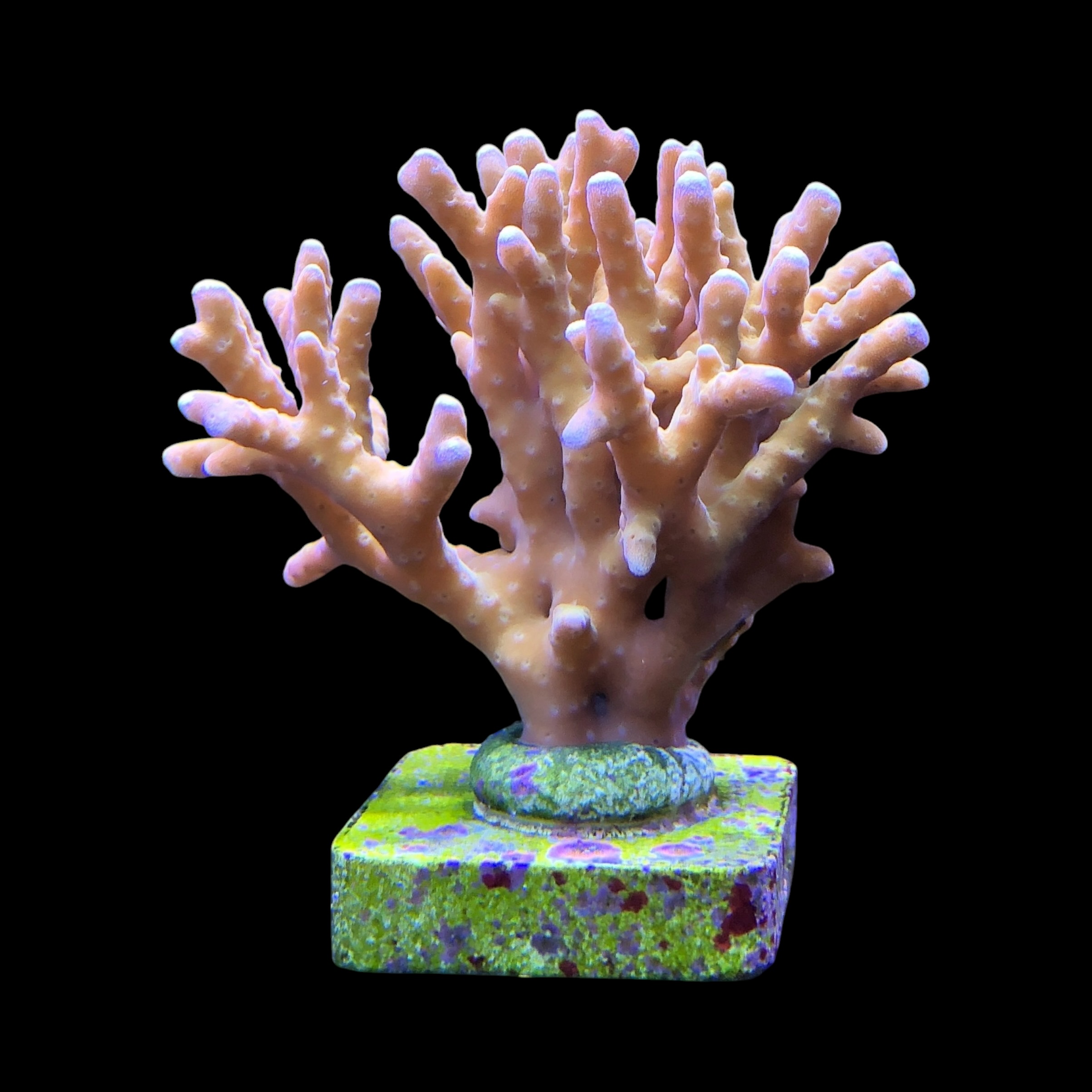 Tropicana Anacropora G - Imagem 2
