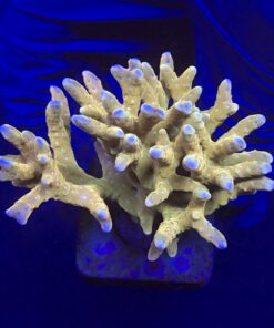 Tropicana Anacropora G