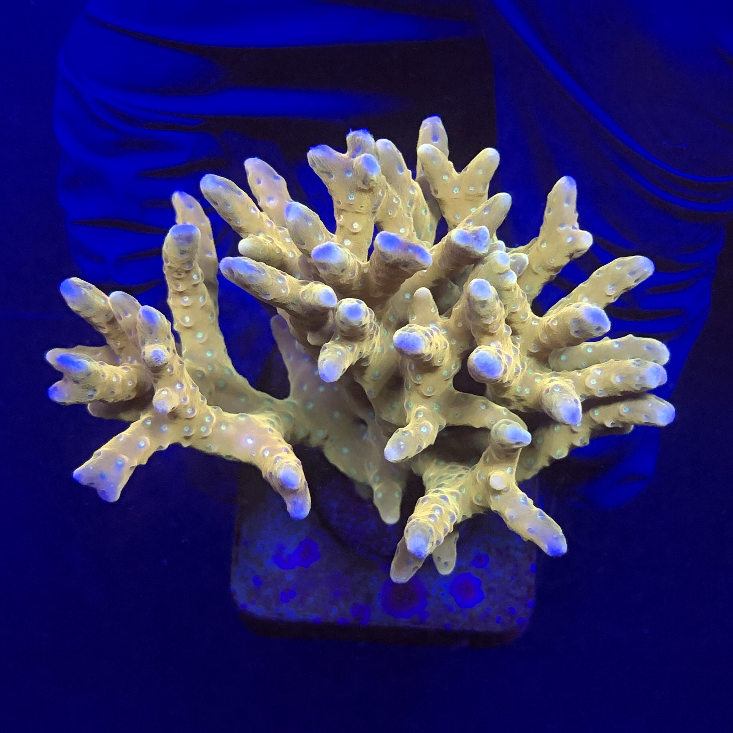 Tropicana Anacropora G