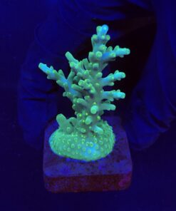 Turak Green M