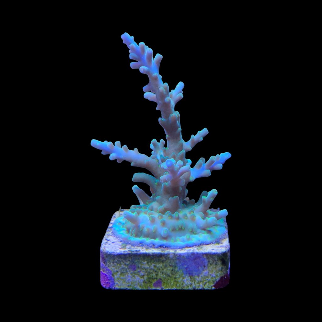 Ocyan
