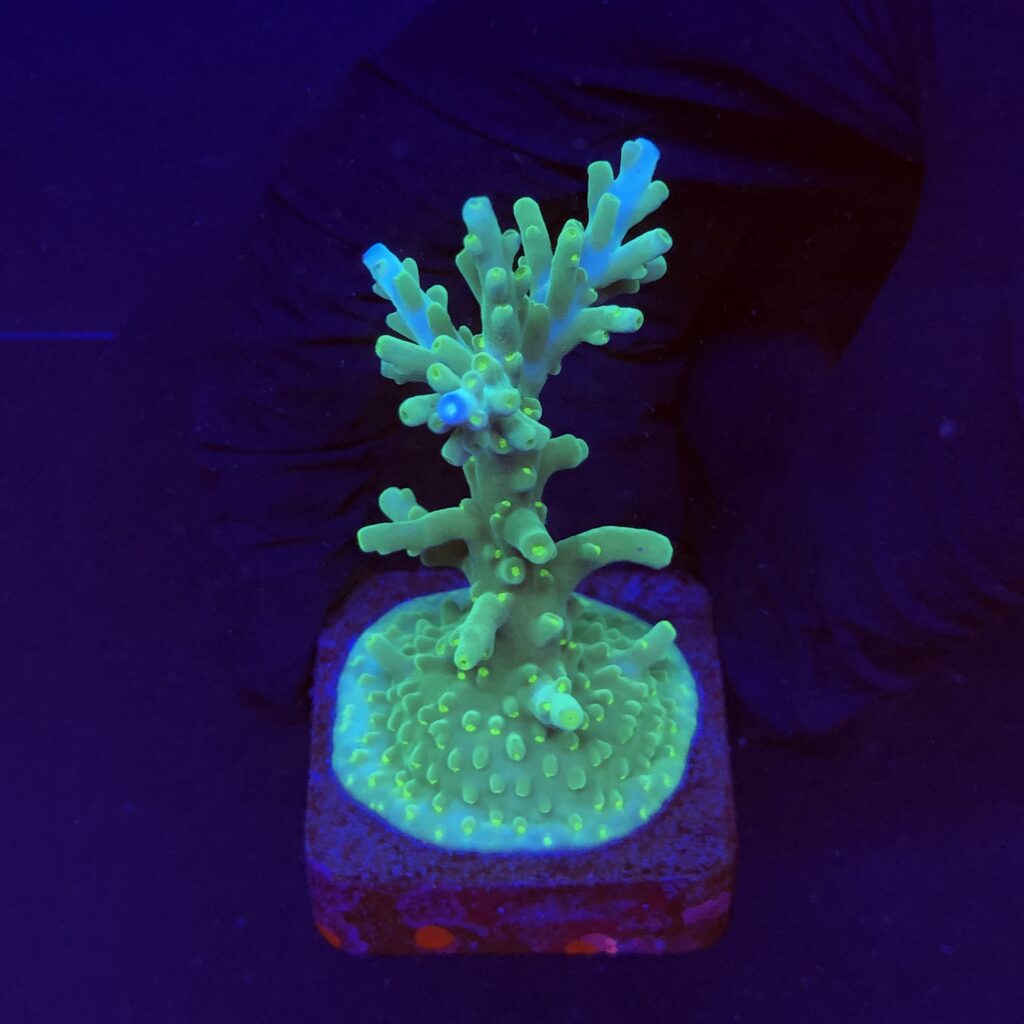 Ocyan