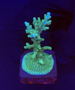 Turak Green M