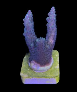Alternative view of Valida Green G