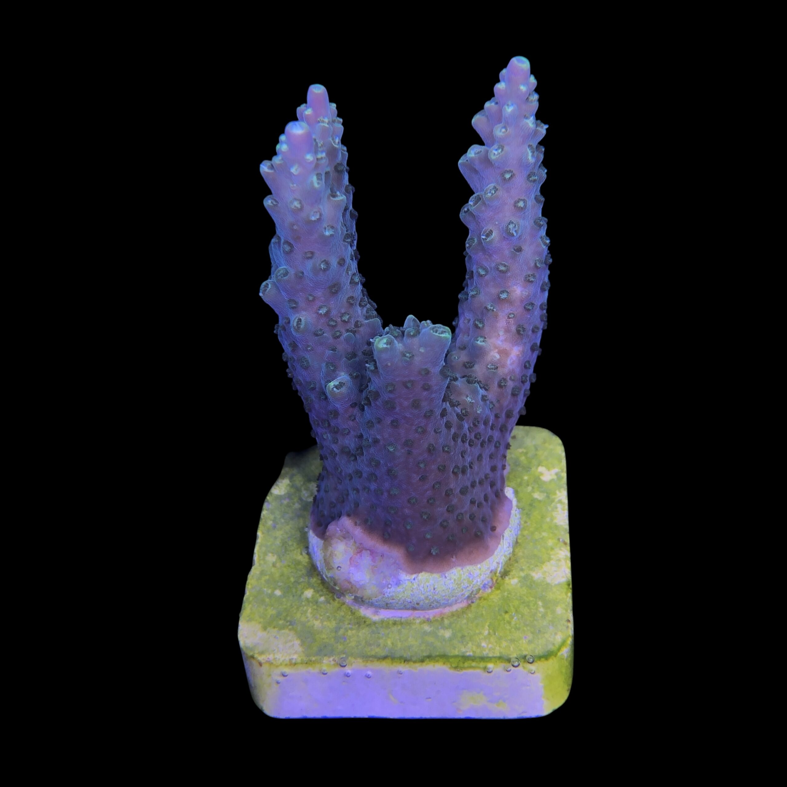 Valida Green G - Imagem 2