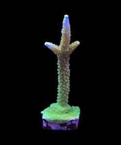 Alternative view of Yongei Green Blue Tips G