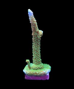 Alternative view of Yongei Green Blue Tips G