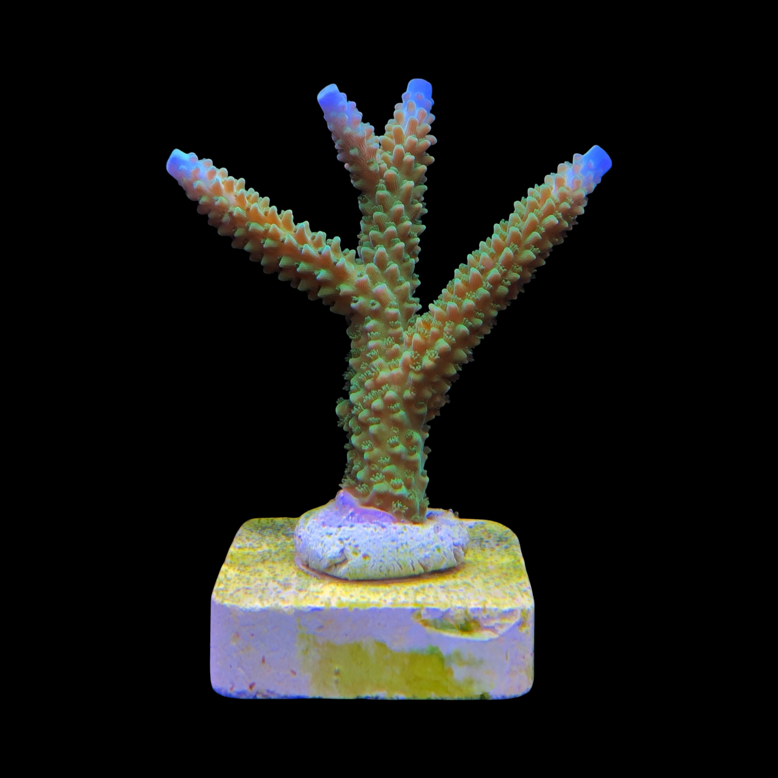 Yongei Green Blue Tips G - Imagem 2