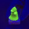 Abrolhoensis Green Orange Tips P