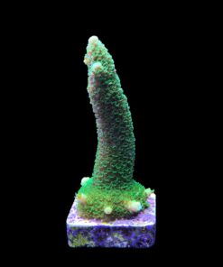 Alternative view of Abrolhoensis Green Orange Tips M