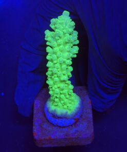 Austera Banana M