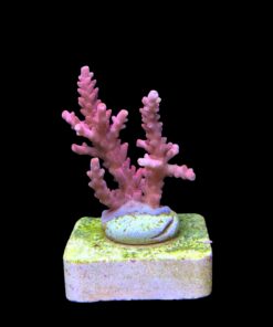 Alternative view of Austera Pink Yellow Tips M