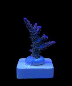Blue Sky M