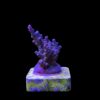 Caroliniana Purple Neon Polyps M
