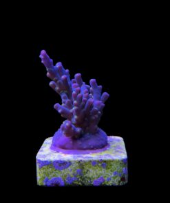 Caroliniana Purple Neon Polyps M