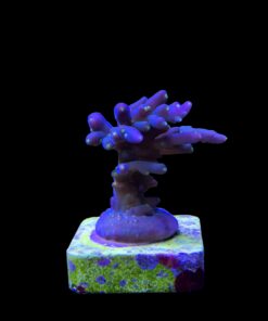 Caroliniana Purple Neon Polyps M