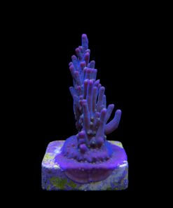Caroliniana Purple Neon Polyps M