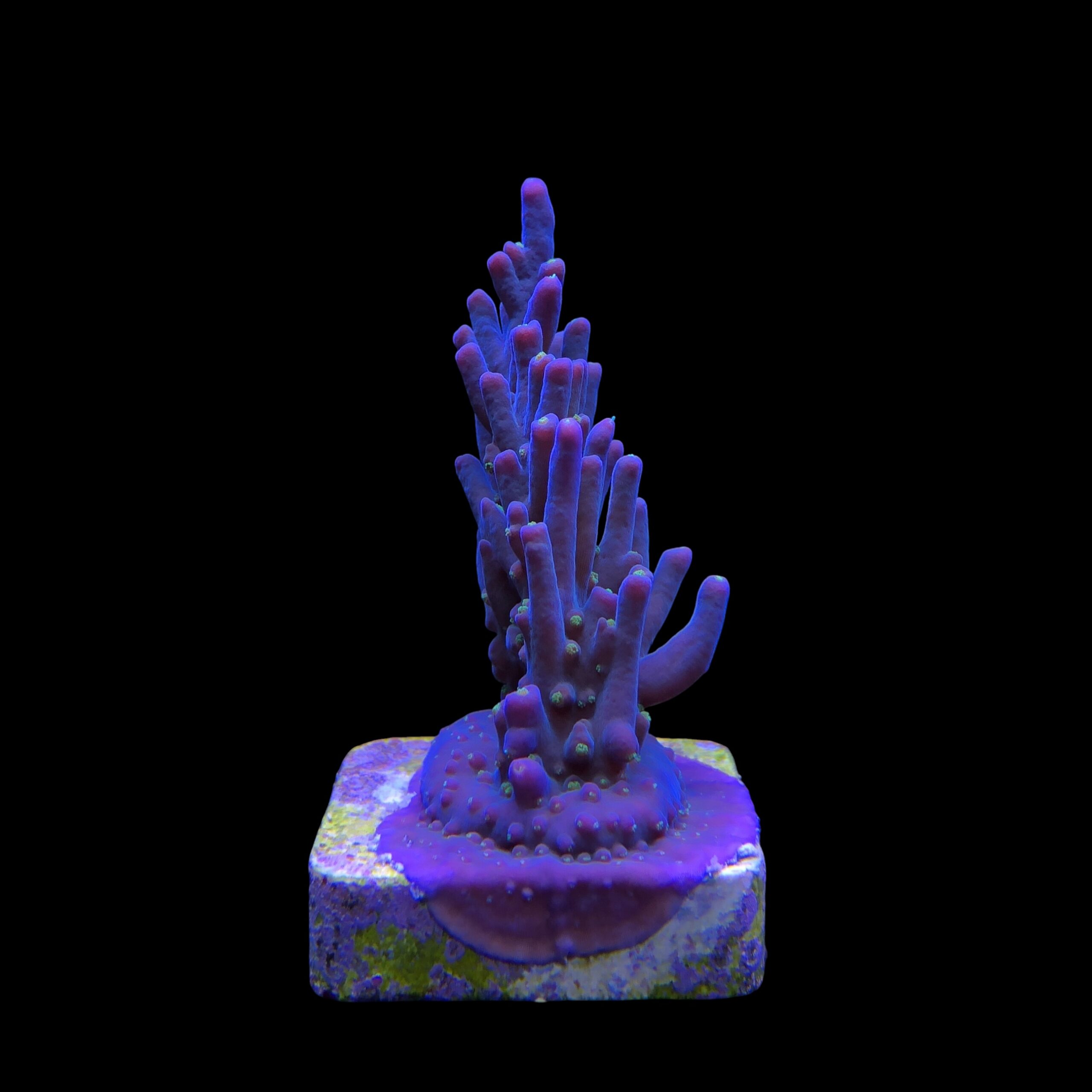 Caroliniana Purple Neon Polyps M