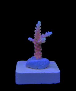 Alternative view of CJ Pink M