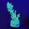 Echinata Green G