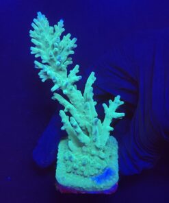 Echinata Green G