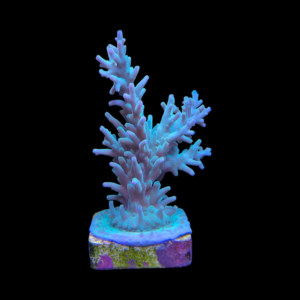 Ocyan