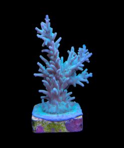 Alternative view of Echinata Green G