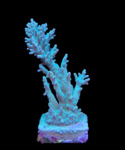 Alternative view of Echinata Green G