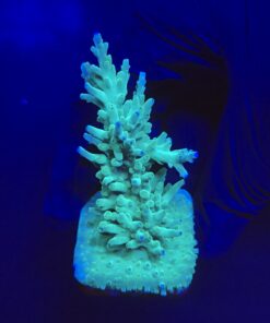 Echinata Green G
