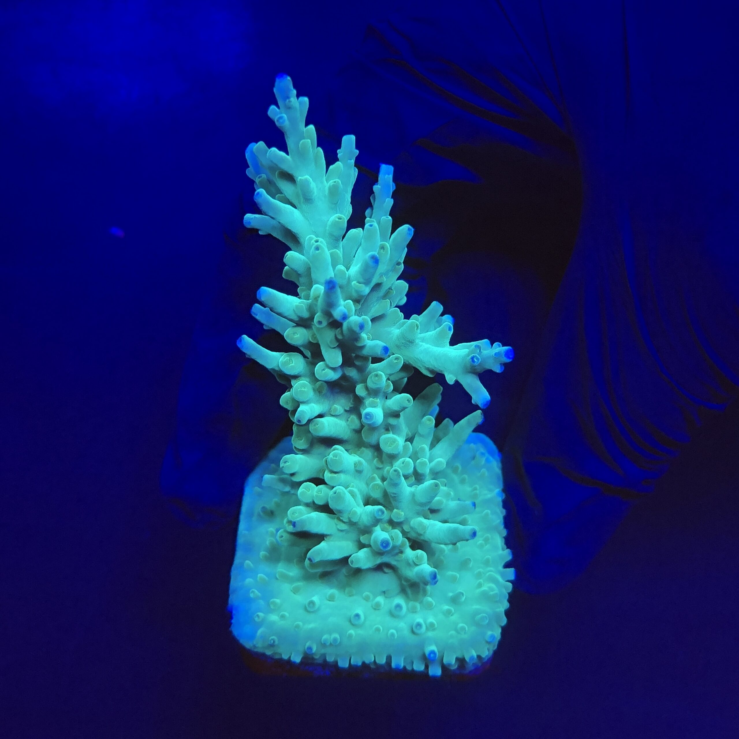Echinata Green G