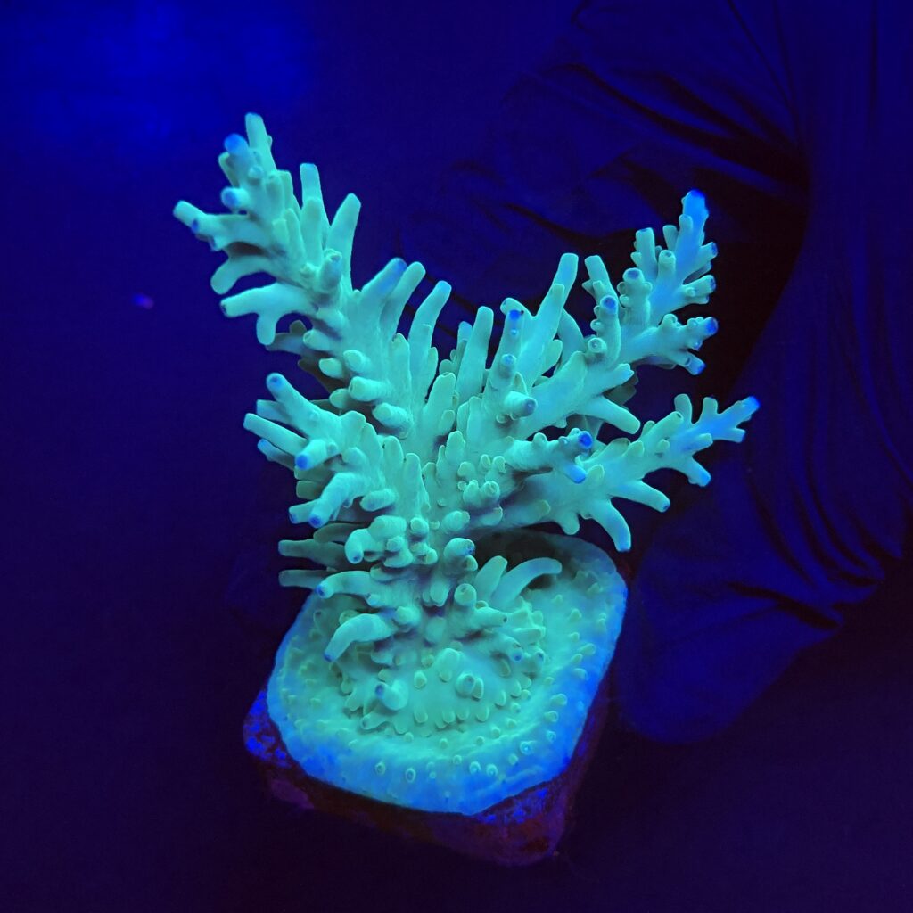 Ocyan