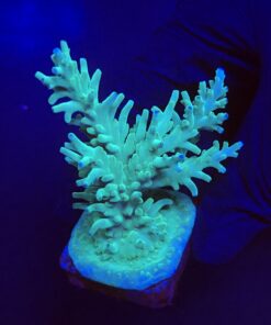 Echinata Green G