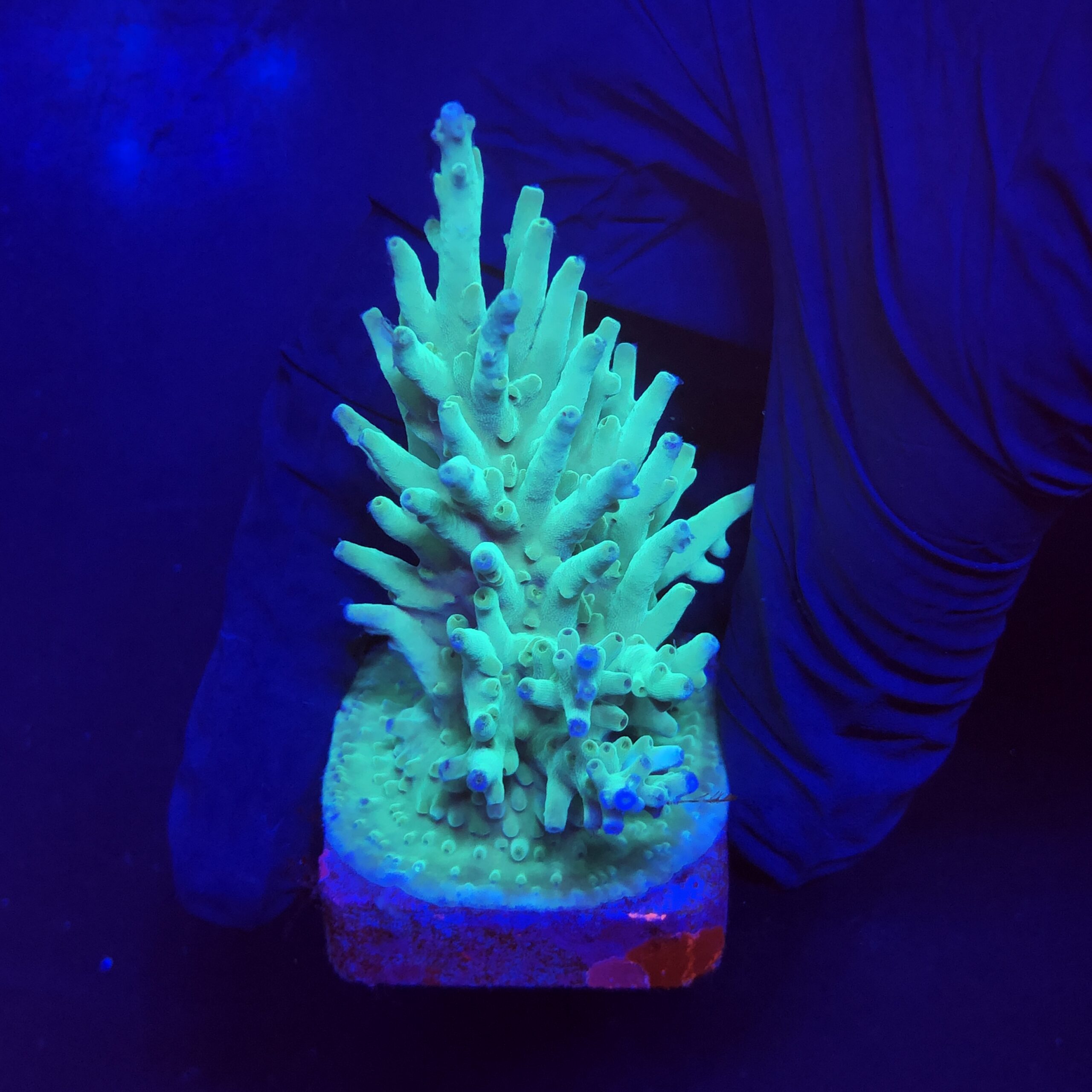 Echinata Green M