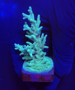 Echinata Green M