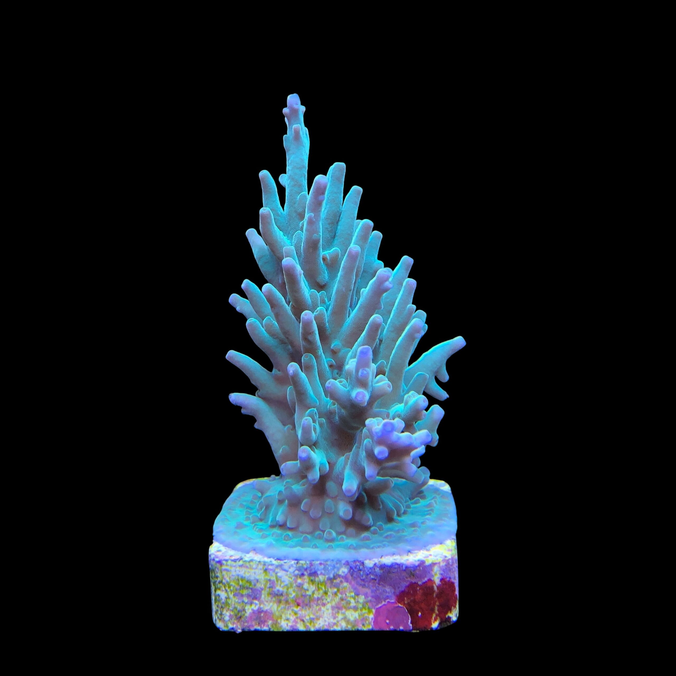 Echinata Green M - Imagem 2