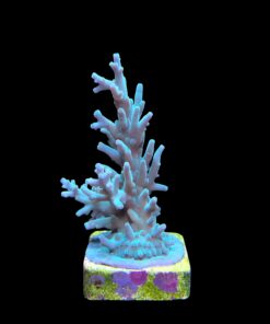 Alternative view of Echinata Green M
