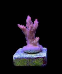 Alternative view of Fox Flame M