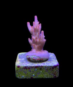 Alternative view of Fox Flame M